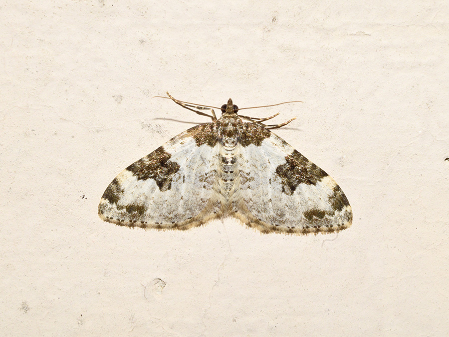 Geometridae: Xanthorhoe fluctuata? S�